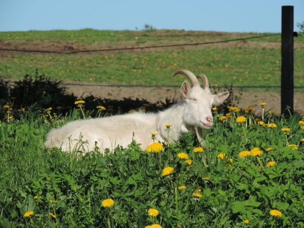 Ziege auf einem Butterblumenfeld in den Masuren, Polen