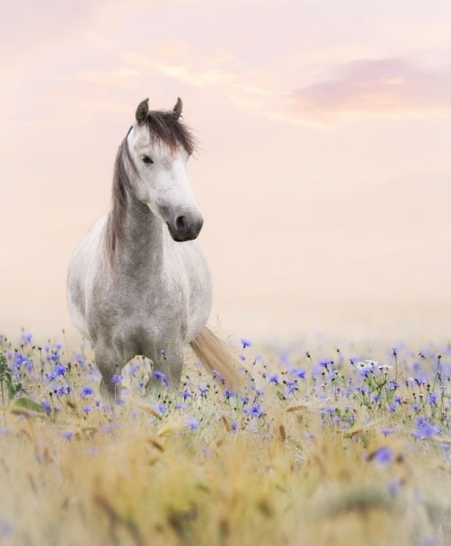Masuren - ein weißer Schimmel im Kornblumenfeld