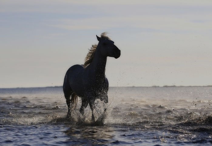 Masuren - Pferd trabt durch einen See