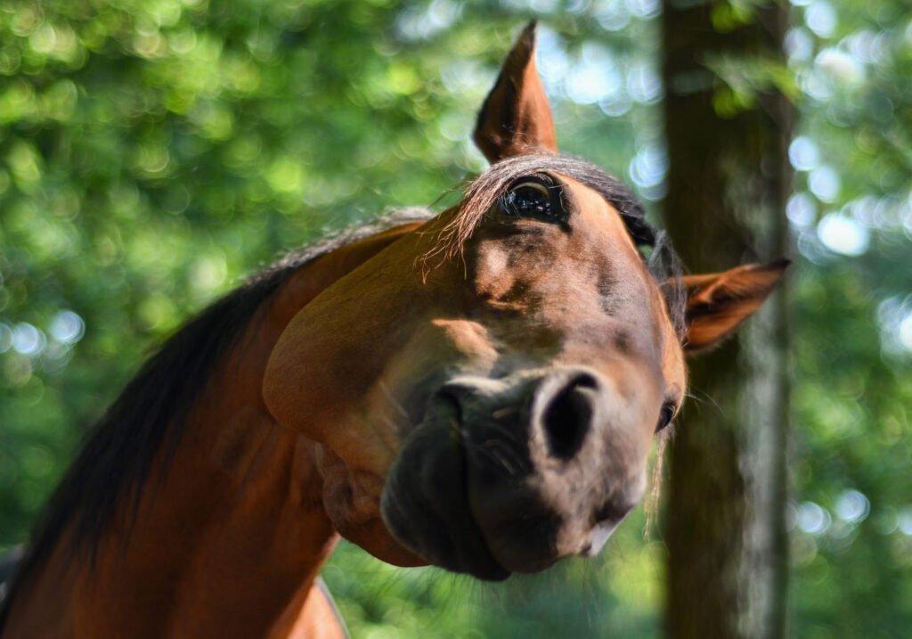 Ein Pferd schaut uns von der Seite an, zeigt die Nüstern und lacht