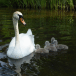 Schwan schwimmt mit seinen Jungen auf einem See in den Masuren