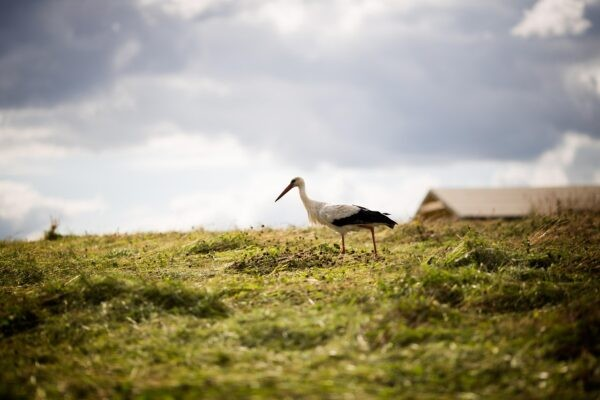 Ein Kranich mitten auf einer grünen Wiese in einer masurischen Landschaft